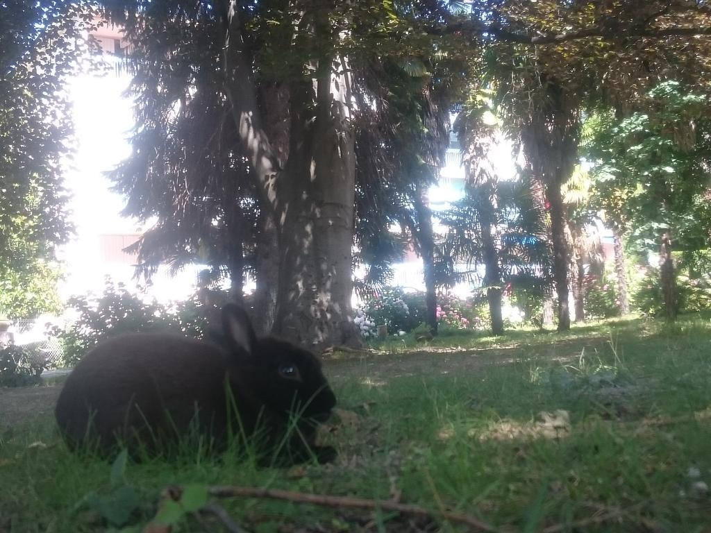 Hotel Le Mas Fleuri Vernet-les-Bains Zewnętrze zdjęcie